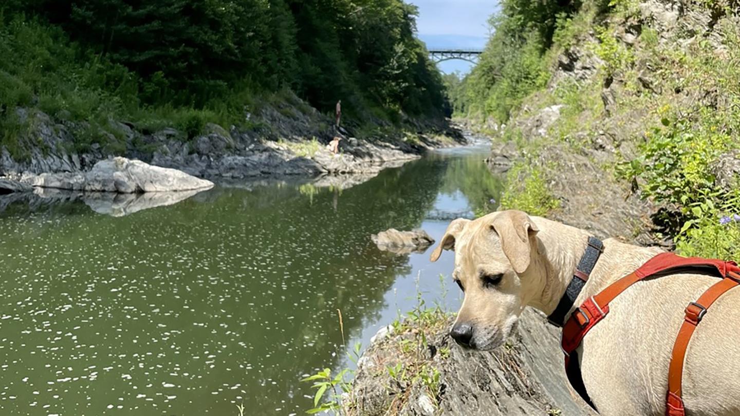 Woodstock VT’s Dog Friendly Hikes | Woodstock VT