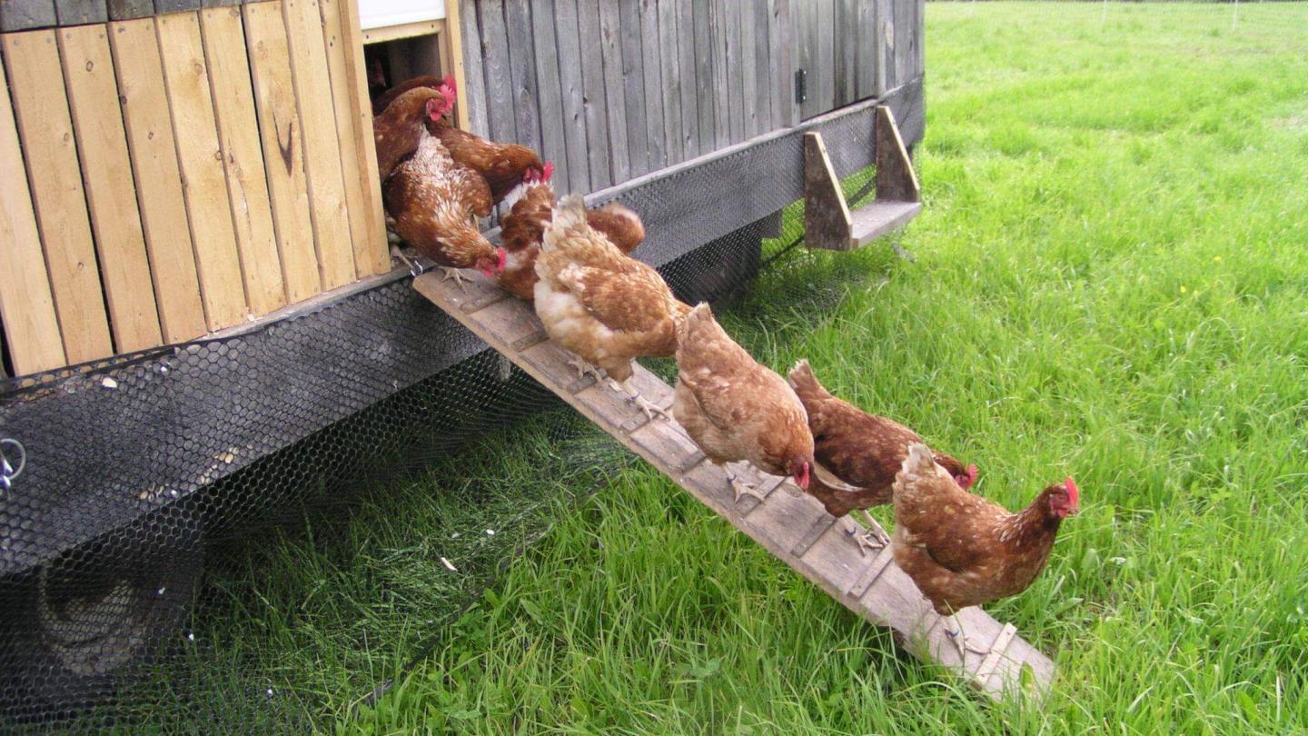 Snackle Boxes - TheFarmChicken