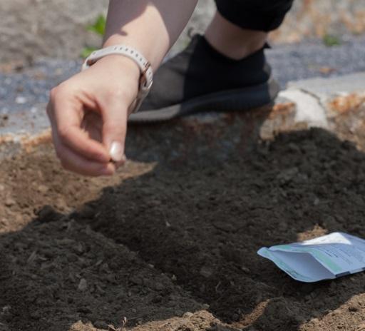 A hand planting a seed in dirt.